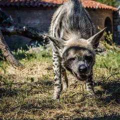 Fotobehang Hyena Sniffing Striped hyena close up - Hyaena hyaena  © sebastianosecondi