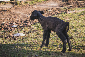 lamb - newborn little black sheep