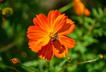 Orange cosmea flower on blurred green background.  Aster family. Striped bee with pollen on its legs pollinates flower.