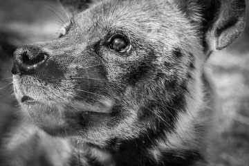 Fotobehang Hyena Portrait of a Striped hyena in black and white - Hyaena hyaena  © sebastianosecondi