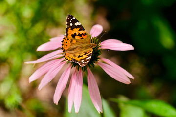 Fototapeta na wymiar Multicolored butterfly nymphalid Admiral spread its wings on a pink flower of echinacea.