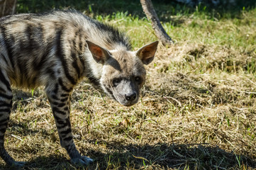 Sniffing Striped hyena close up - Hyaena hyaena