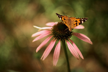 Multicolored butterfly nymphalid Admiral spread its wings on a pink flower of echinacea.