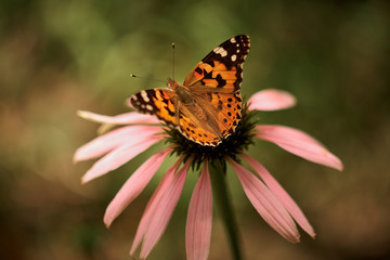 Multicolored butterfly nymphalid Admiral spread its wings on a pink flower of echinacea.