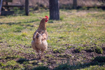 light brown hen with a red comb in the garden - back view