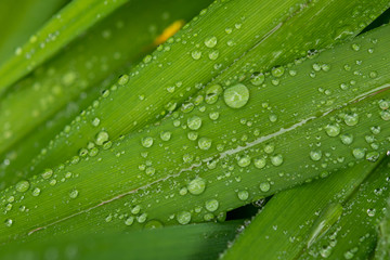 Water drops in green leaf