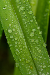 Water drops in green leaf
