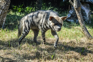 Sniffing Striped hyena close up - Hyaena hyaena