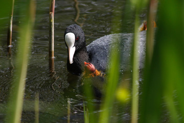 The bird coots in the spring