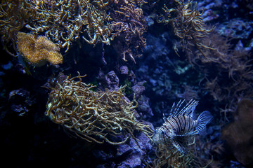 Naklejka na ściany i meble Small lionfish floating among colorful corals