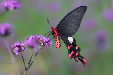 butterfly on flower