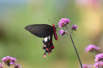 butterfly on pink flower