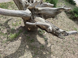 Old gray root on brown ground. Green plants