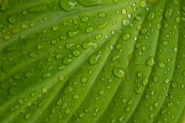 Water drops in green leaf