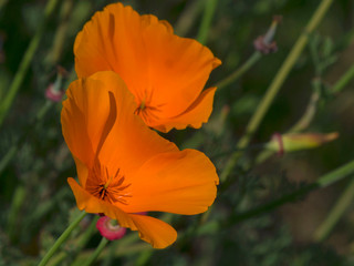 Fototapeta premium Fleurs oranges