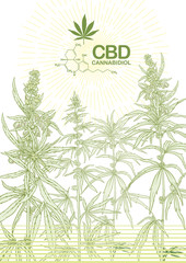 Hemp, Cannabis plant. Template, poster, card, good for product label. Vector illustration in light green colors.