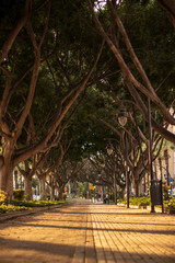 Obraz premium tree-lined walk