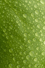 Water drops in green leaf