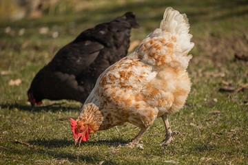 light brown hen with a red comb in the garden - grazes on the grass