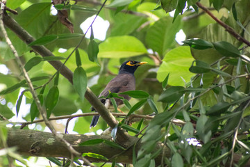 Common mynah on a branch