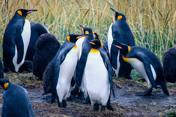 Big King Penguins Colony in the Parque Pinguino Rey near Porvenir, Tierra del Fuego, Chile