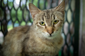 beautiful yellow street cat, looking directly at the camera. close-up photo. homeless, dirty cat plaintively asks for food. beautiful big yellow eyes. during the coronavirus pandemic.