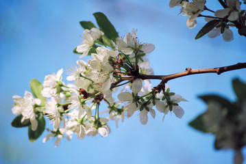 Branch of a blossoming plum against the sky