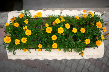beautiful bright yellow flowers growing in flower beds. decorations in the city center. Old stone flower bed of white color. view from above. A flower bed stands on the sidewalk.  no people.
