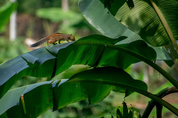 squirrel on a banana leaf