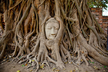 head of Buddah into a tree roots
