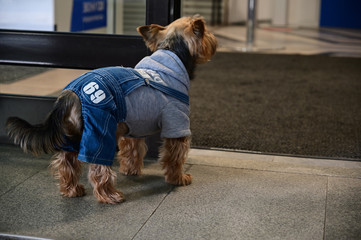 Photo domestic dog Yorkshire Terrier thrown under the doors waiting for its owner