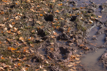 traces of people and animals in the mud. Dirt texture. Selective focus