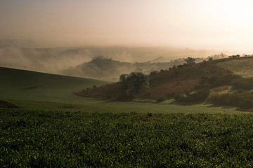 Obraz premium Moravian Tuscany, near Kyjov. Beautiful rolling landscape with morning mist. On the right a small draw with low bushes and trees. In the background, the landscape disappears in the rising fog.