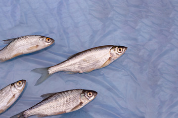 School of river fish. Flat lay of fish on a blue background.