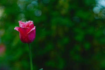 pink tulips in the garden at sunset