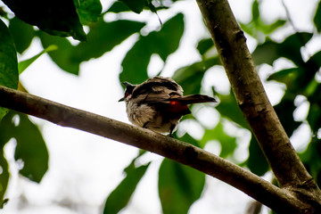 bird on a branch