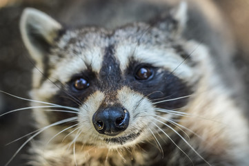 Cute Raccoon portrait close up - Procyon lotor