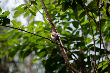 bird on a branch