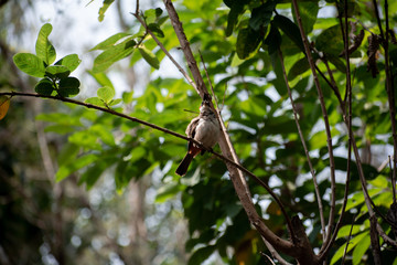 bird on a branch
