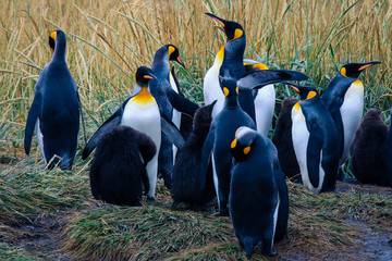 Big King Penguins Colony in the Parque Pinguino Rey near Porvenir, Tierra del Fuego, Chile