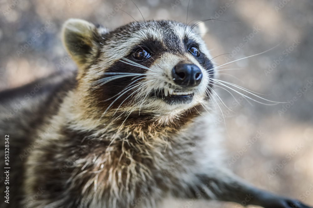 Wall mural cute raccoon portrait close up - procyon lotor