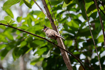 bird on a branch