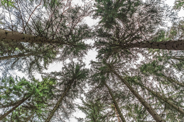 view of trees with perspective from the ground and vanishing point in the centre of the image