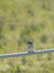 A free sparrow camouflaged among the vegetation. Wetlands on the beach of Vilanova i la Geltrú, Barcelona