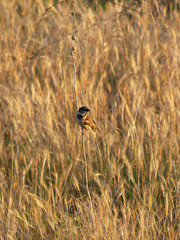 A free sparrow camouflaged among the vegetation. Wetlands on the beach of Vilanova i la Geltrú, Barcelona