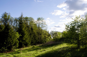 road in the forest