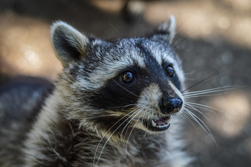 Cute Raccoon portrait close up - Procyon lotor