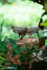 Jungle babblers after a bath