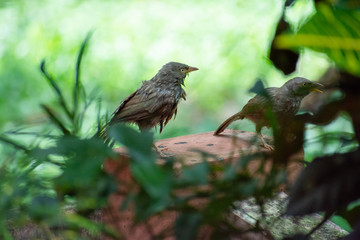 Jungle babblers after a bath