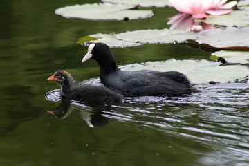 The bird coots in the spring © moniadk